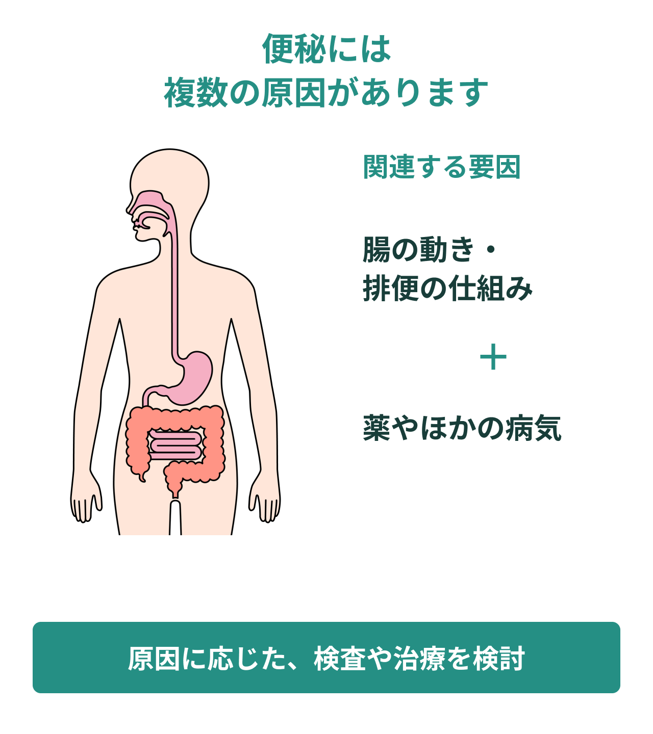 便秘には複数の原因があります。関連する要因。腸の動き・排便の仕組み。薬やほかの病気。原因に応じた、検査や治療を検討。