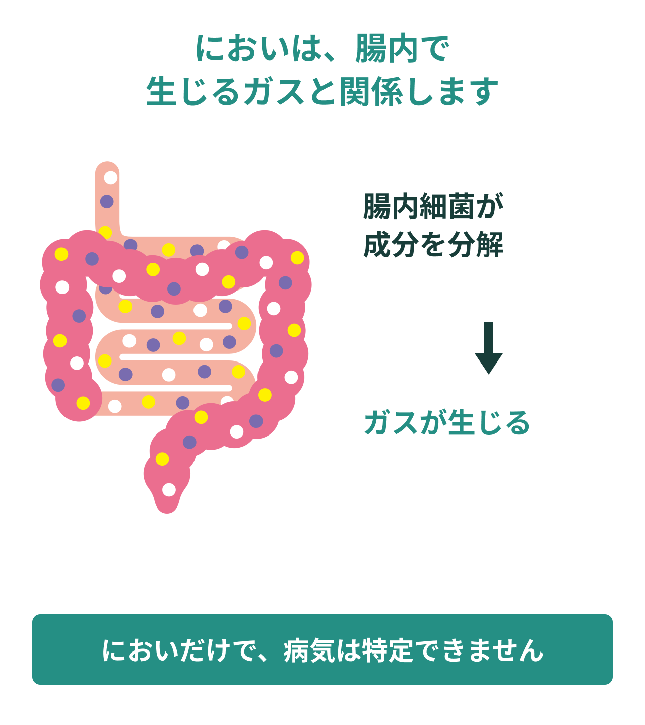 においは、腸内で生じるガスと関係します。腸内細菌が成分を分解。ガスが生じる。においだけで、病気は特定できません。