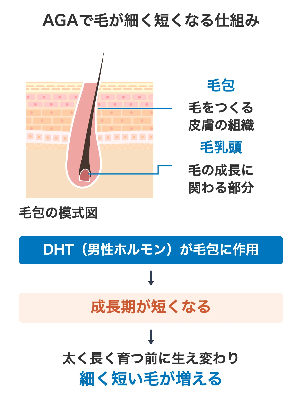 AGAで毛が細く短くなる仕組み