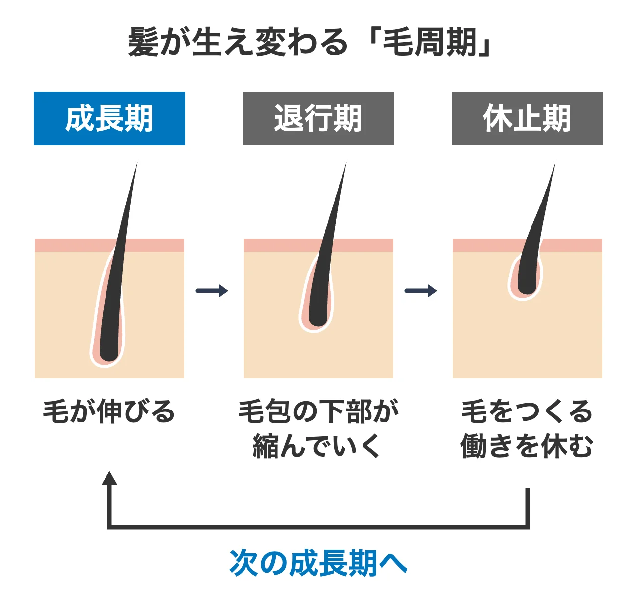 髪が生え変わる「毛周期」