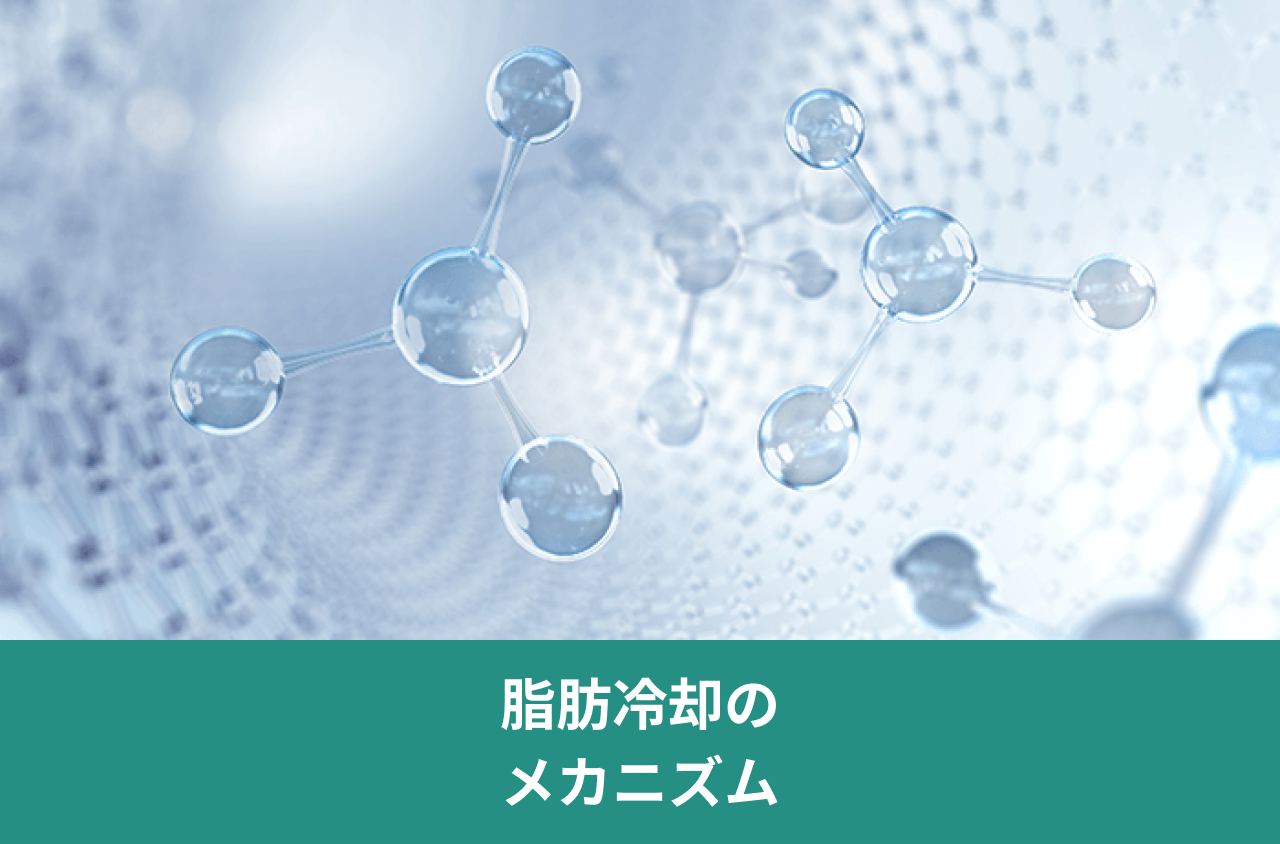 脂肪冷却のメカニズム。球と棒をつないだ分子模型の画像。